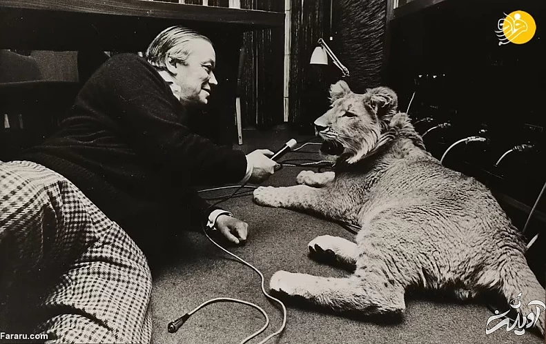 (تصاویر) داستان یک شیر؛ از بنز سواری تا رهایی در حیات وحش کنیا